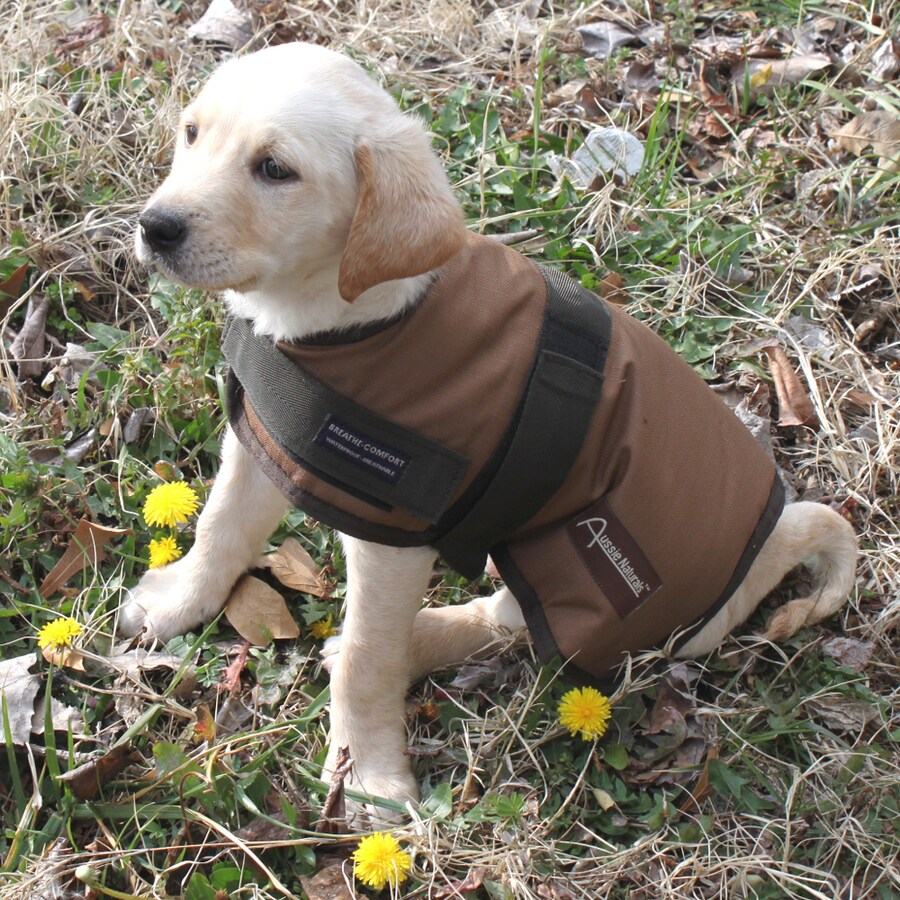 aussie dog coats