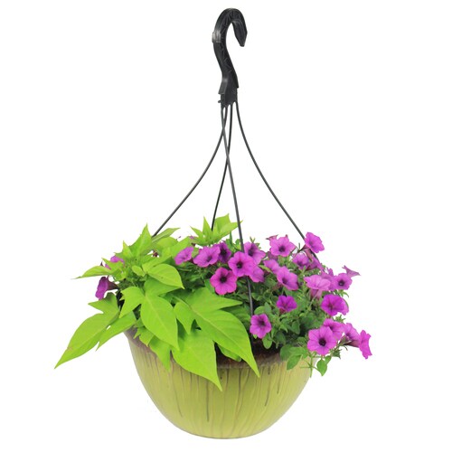 2Gallon Multicolor Combo in Hanging Basket at