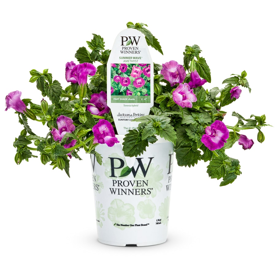 Proven Winners 1.56-Pint Purple Wishbone Flower in Pot