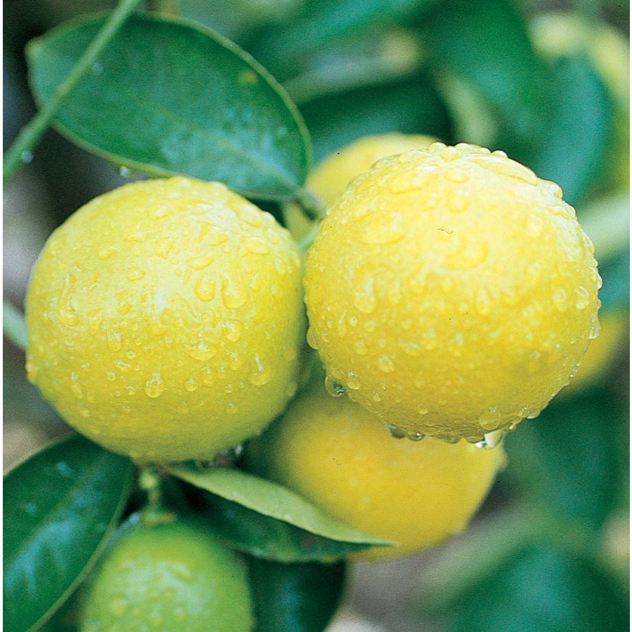 225 Gallon Sweet Semi Dwarf Lime Tree Lw00084 At