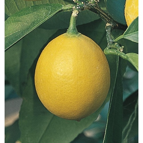 5.5-Gallon Semi-Dwarf Lemon Tree (L9116) at Lowes.com