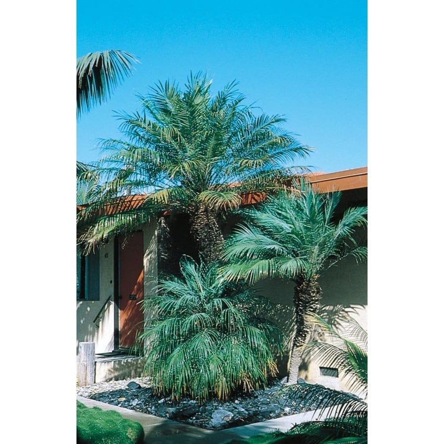 Pro Palm Utility Teal-M Lawn and Garden