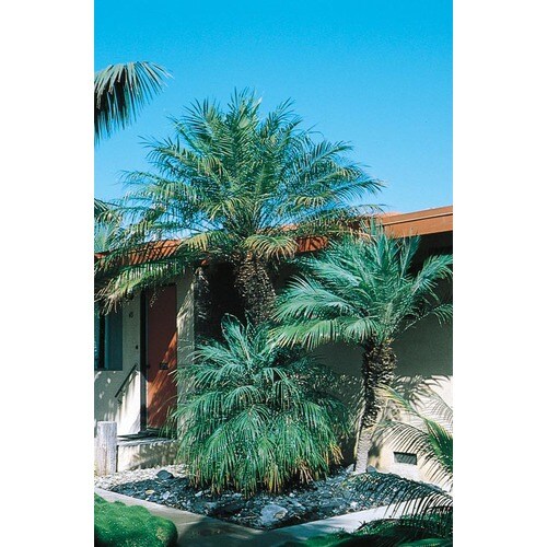 26 Gallon In Pot Pygmy Date Palm L7542 In The Tropical Plants Department At Lowes Com