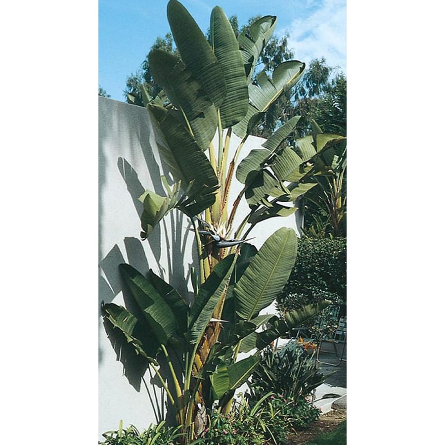 6.5Gallon Multicolor White Bird of Paradise Flowering