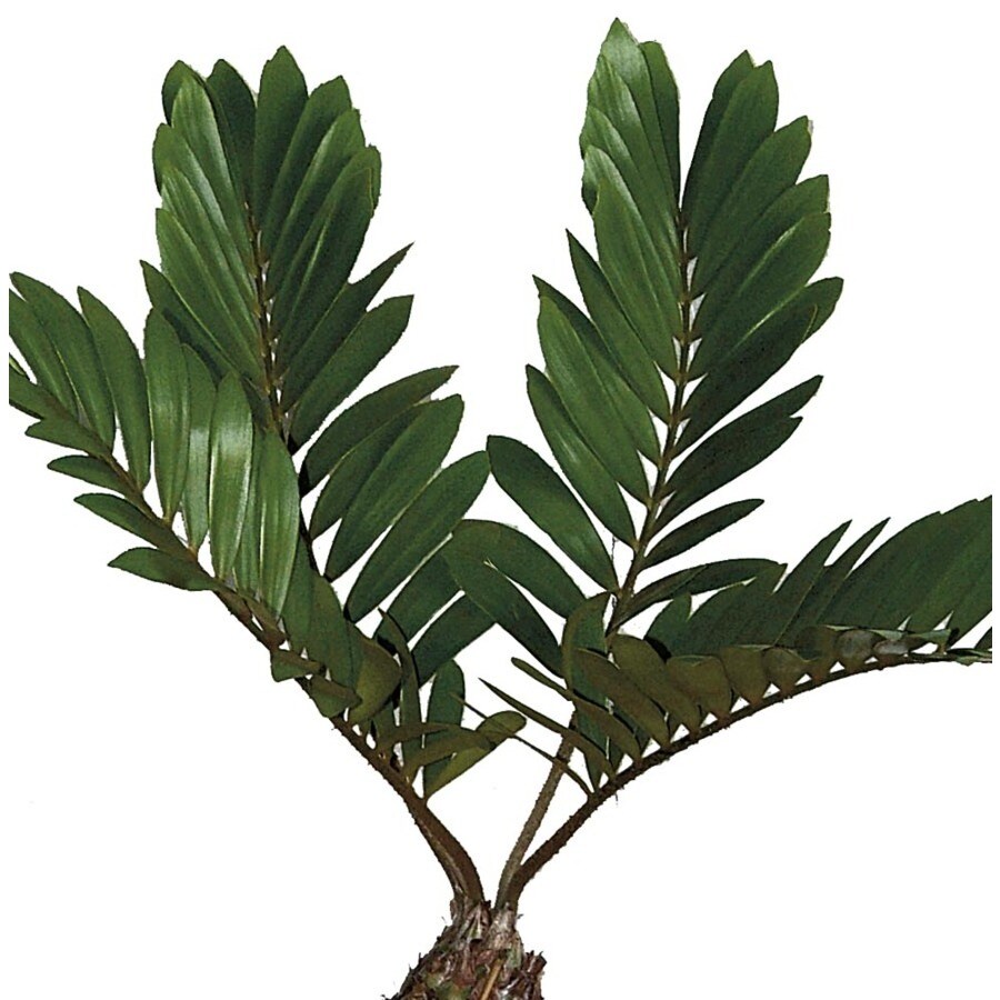 Shop 4.55-Gallon Pot Cardboard Palm (LW02048) at Lowes.com