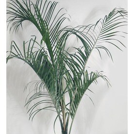 Tropical Plants At Lowes 6 5 Gallon Triangle Palm Ltl0050