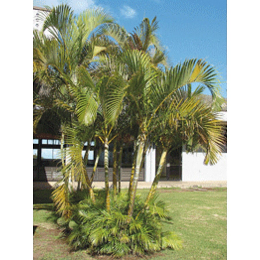 Unbranded 2.30-GAL PALM ARECA LP at Lowes.com