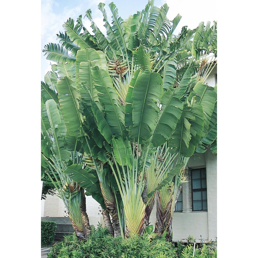 Unbranded NURSERY 6.50-GAL PALM TRAVELERS LP