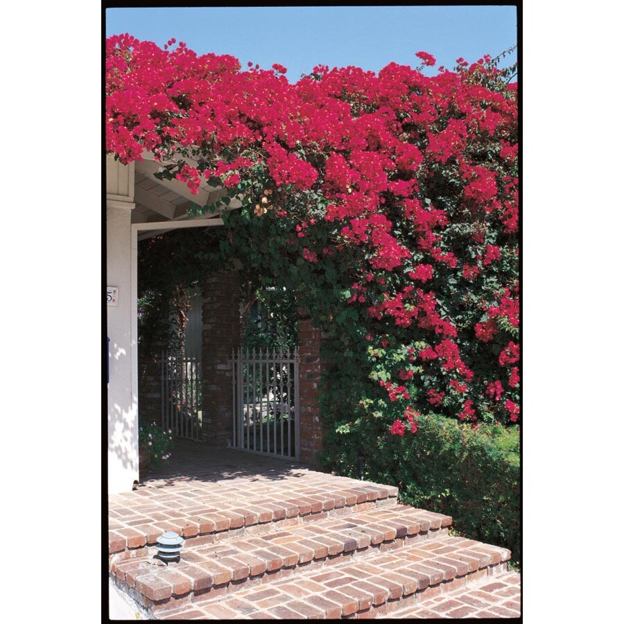 Delightful Bougainvillea Trellis Ideas Part - 4: 1-Gallon Red Bougainvillea Trellis Flowering Shrub (L10026)