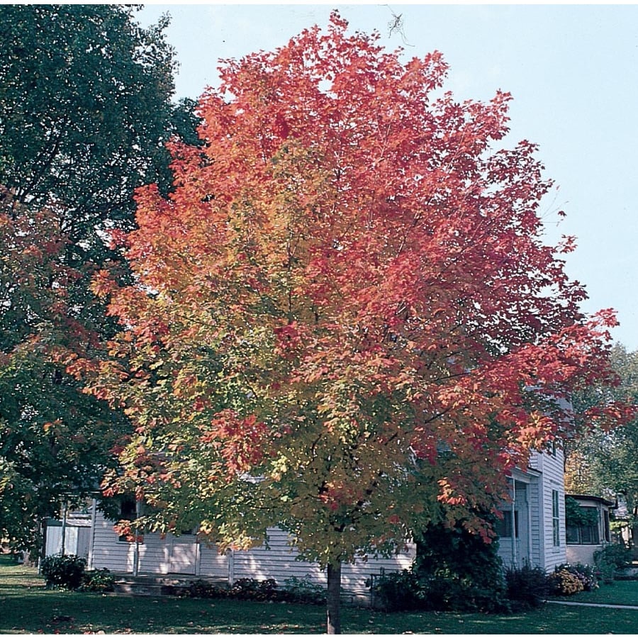 12.7-Gallon Fall Fiesta Sugar Maple Shade Tree in Pot (Lw02874) in the ...