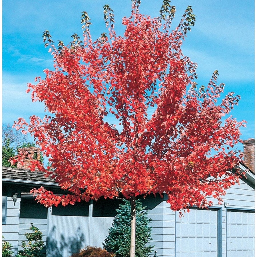 12.7-Gallon Pacific Sunset Maple Shade Tree in Pot (With ...