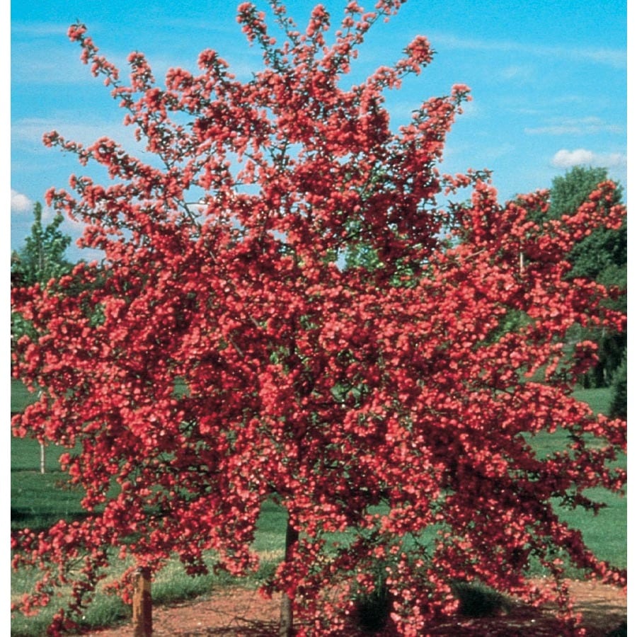 tree cardinal crabapple flowering gallon soil pot pink lowes zone trees