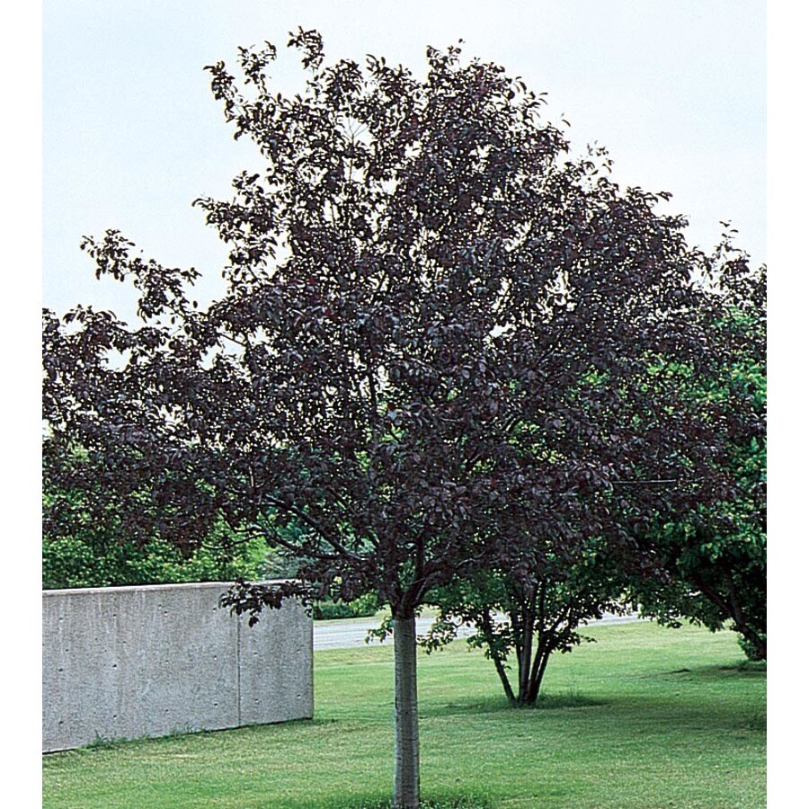 shop 12 7 gallon royalty crabapple flowering tree l3586 shop 12 7 gallon royalty crabapple flowering tree l3586