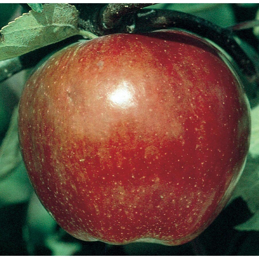 3.64Gallon Malus Macoun Tree (L26374) at