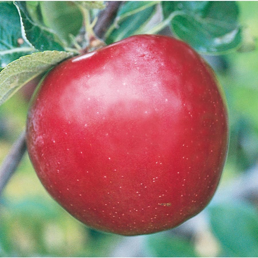 red baron apple