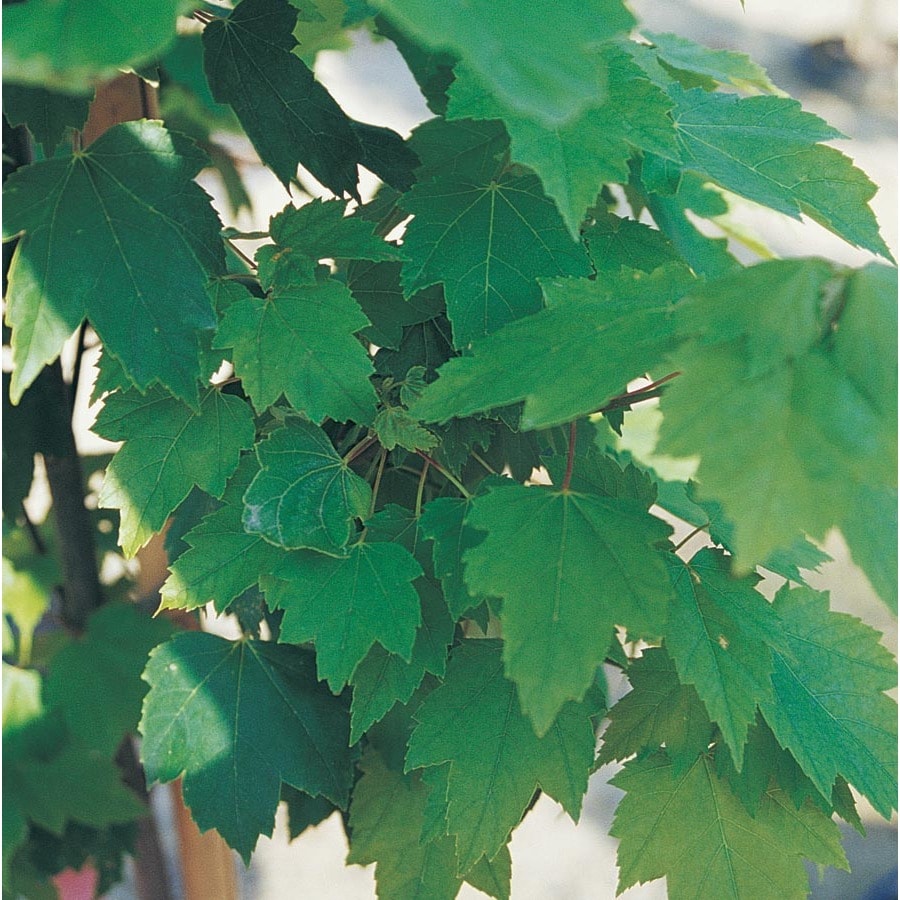 3 64 Gallon Brandywine Maple Shade Tree In Pot With Soil L0070 At   657504001363 