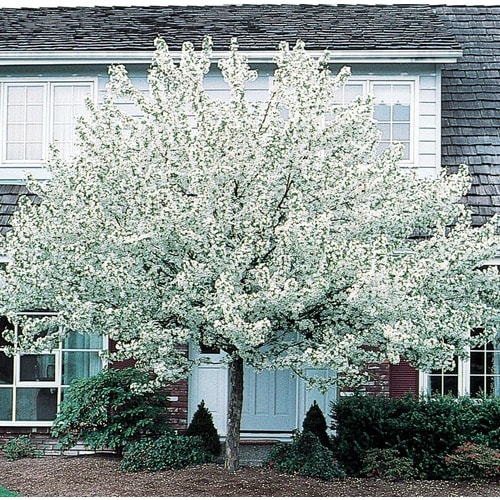 3.64-Gallon White Spring Snow Crabapple Flowering Tree in Pot (L3593