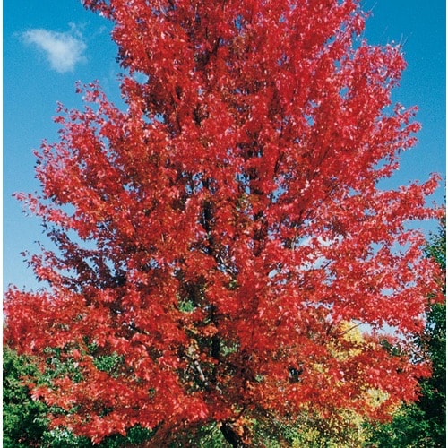 7.28-Gallon Autumn Blaze Maple Shade Tree in Pot (With Soil) (L1123) at ...