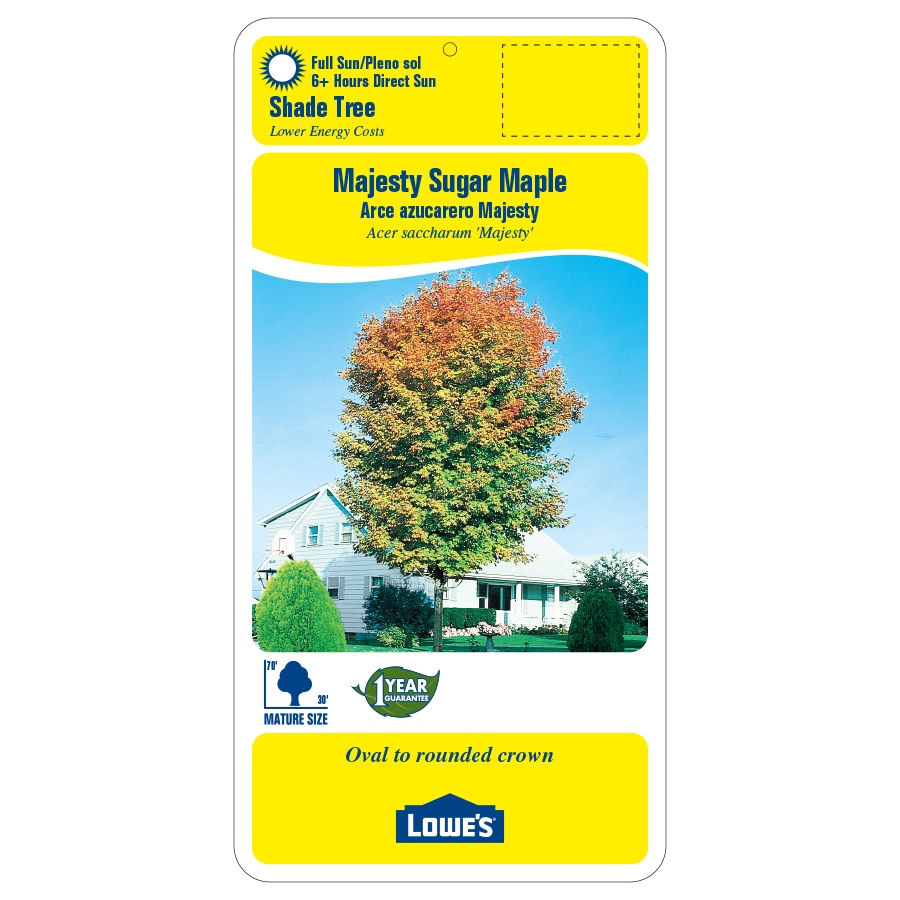 7.28-Gallon Majesty Sugar Maple Shade Tree in Pot (L9446) in the Trees ...