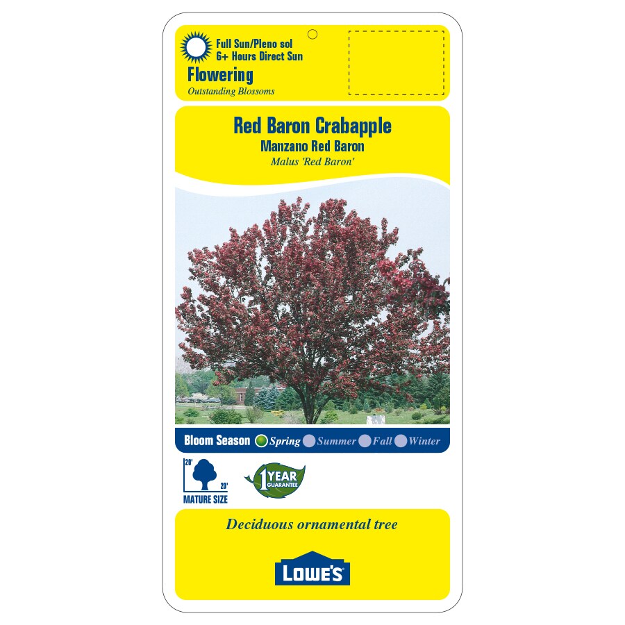 Shop 7.28-Gallon Red Baron Crabapple Flowering Tree (L6134) at Lowes.com