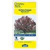 Shop 7.28-Gallon Red Baron Crabapple Flowering Tree (L6134) at Lowes.com