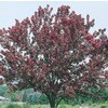 Shop 7.28-Gallon Red Baron Crabapple Flowering Tree (L6134) at Lowes.com