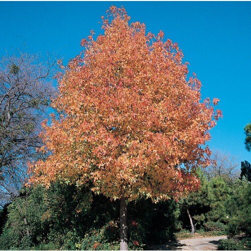 7.28-Gallon White New Bradford Flowering Pear Flowering Tree in Pot ...