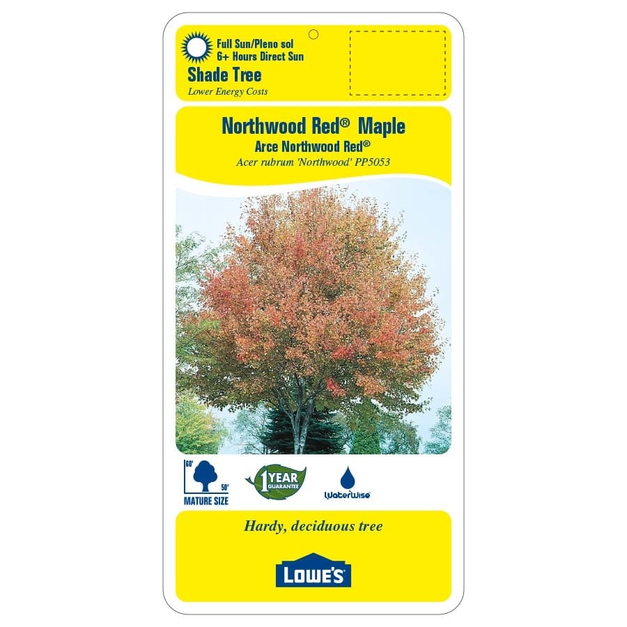 12.7-Gallon Northwood Red Maple Shade Tree in Pot (With Soil) (L4223 ...