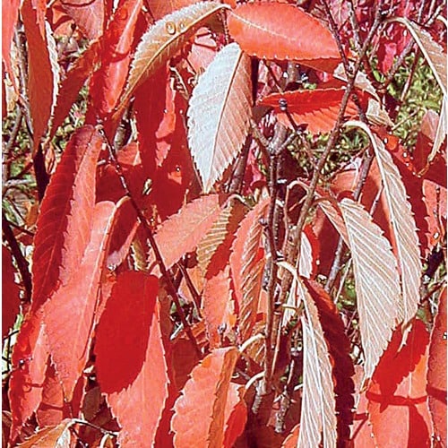 12.7Gallon Musashino Columnar Zelkova Shade Tree in Pot (With Soil