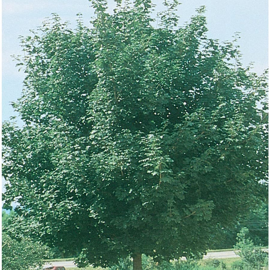 12.7-Gallon Emerald Lustre Norway Maple Shade Tree in Pot (L4224)