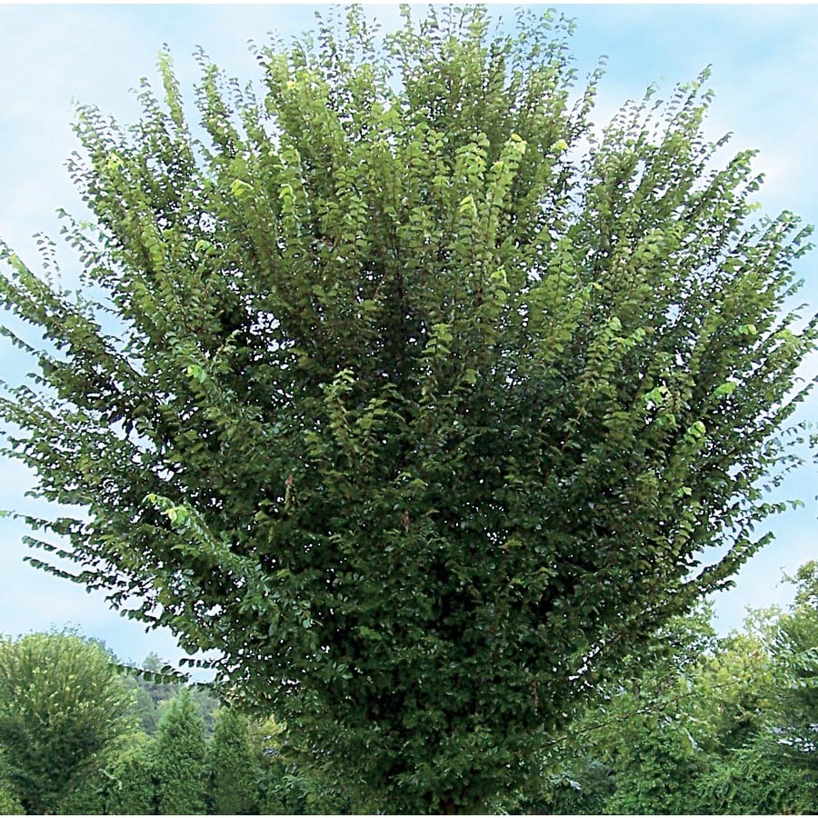 12.7Gallon Princeton Elm Shade Tree in Pot (With Soil) (L26379) at