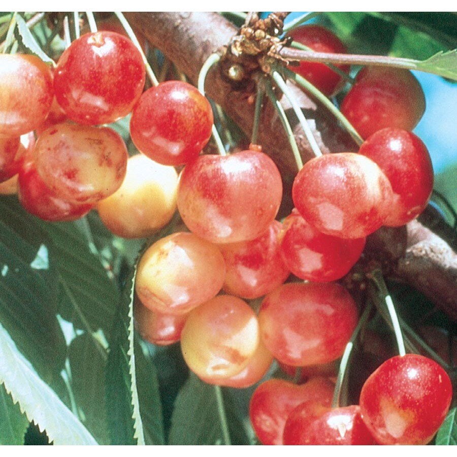 3-64-gallon-rainier-cherry-tree-l10480-at-lowes