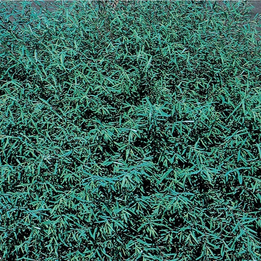 7 28 Gallon Canyon Blue Osier Willow Shade Tree In Pot With Soil 7 28 Gallon Canyon Blue Osier Willow Shade Tree In Pot With Soil L27256 At Lowes
