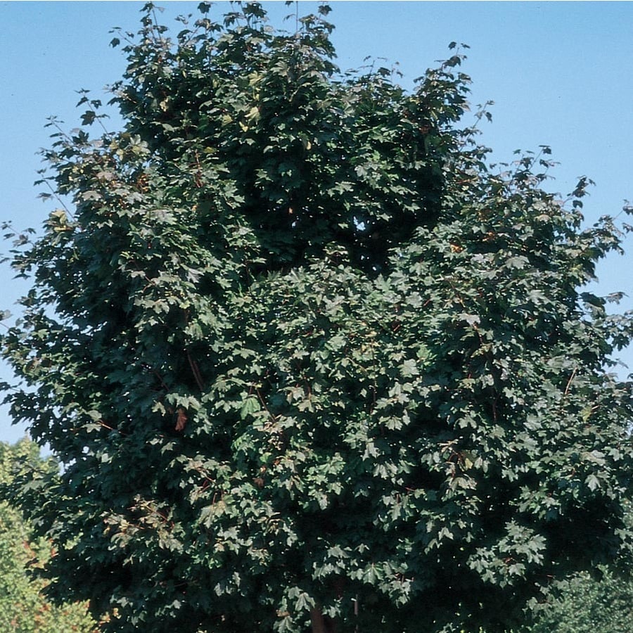 soil type maple tree
