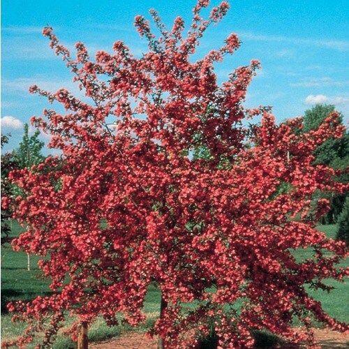 red crab apple tree