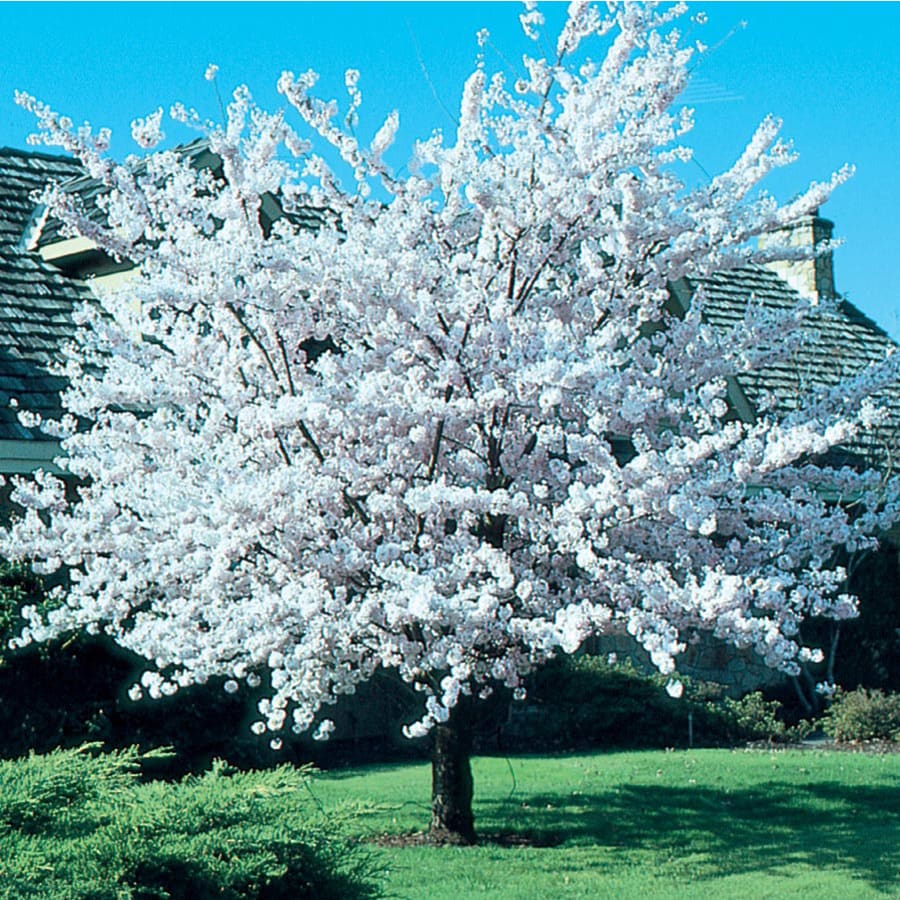 7.28-Gallon Pink Cherry Autumn Higan Flowering Tree in Pot (With Soil ...