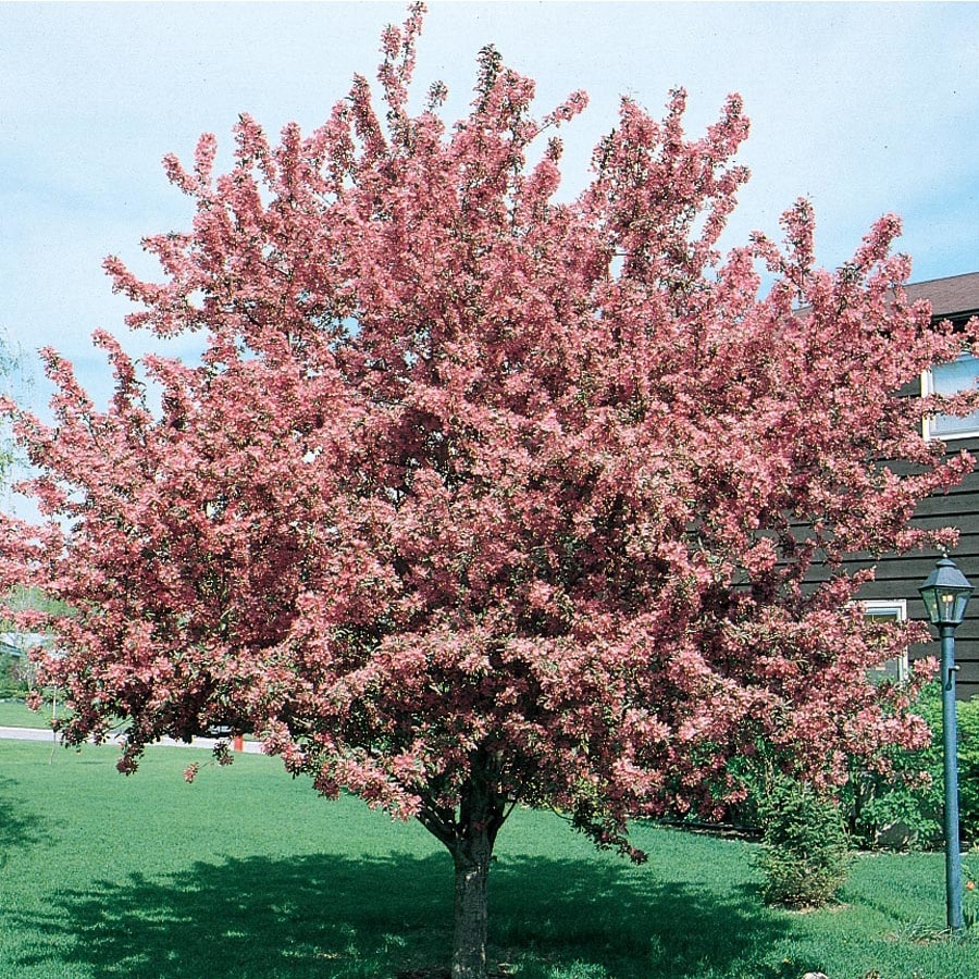 12.7-Gallon Red Crabapple Indian Magic Flowering Tree in ...