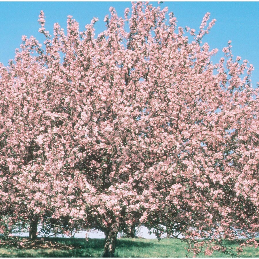 Usernamepasaa Best Flowering Trees Zone 7 7 Small Flowering Trees