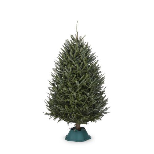 fir christmas tree