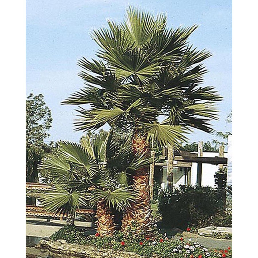 in Mexican Fan Palm (L3048)