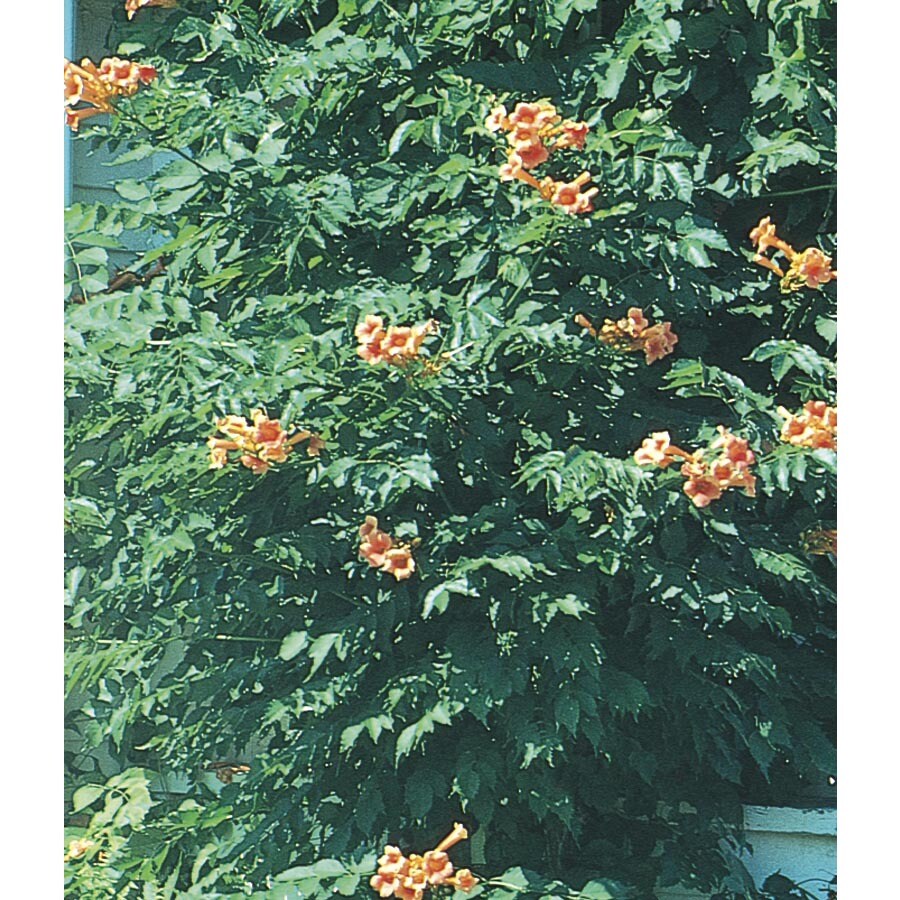 2.33Gallon Orange Jubilee Esperanza (L11110) at