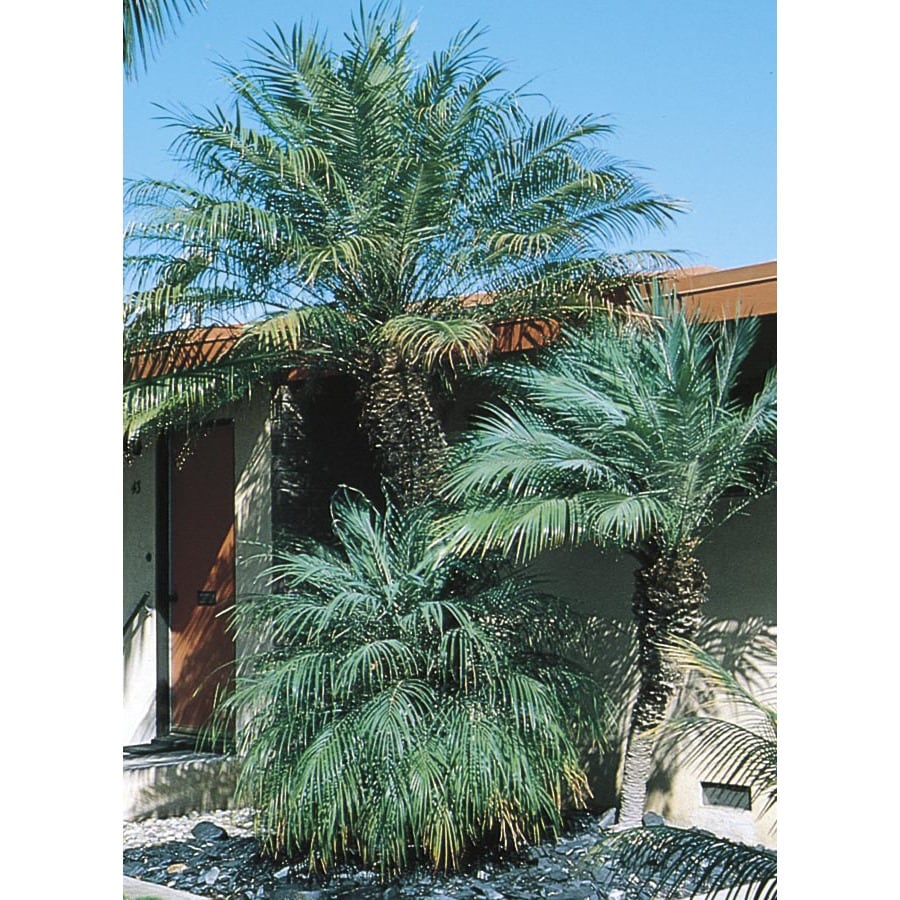 In Pygmy Date Palm L7542 At Lowes Com