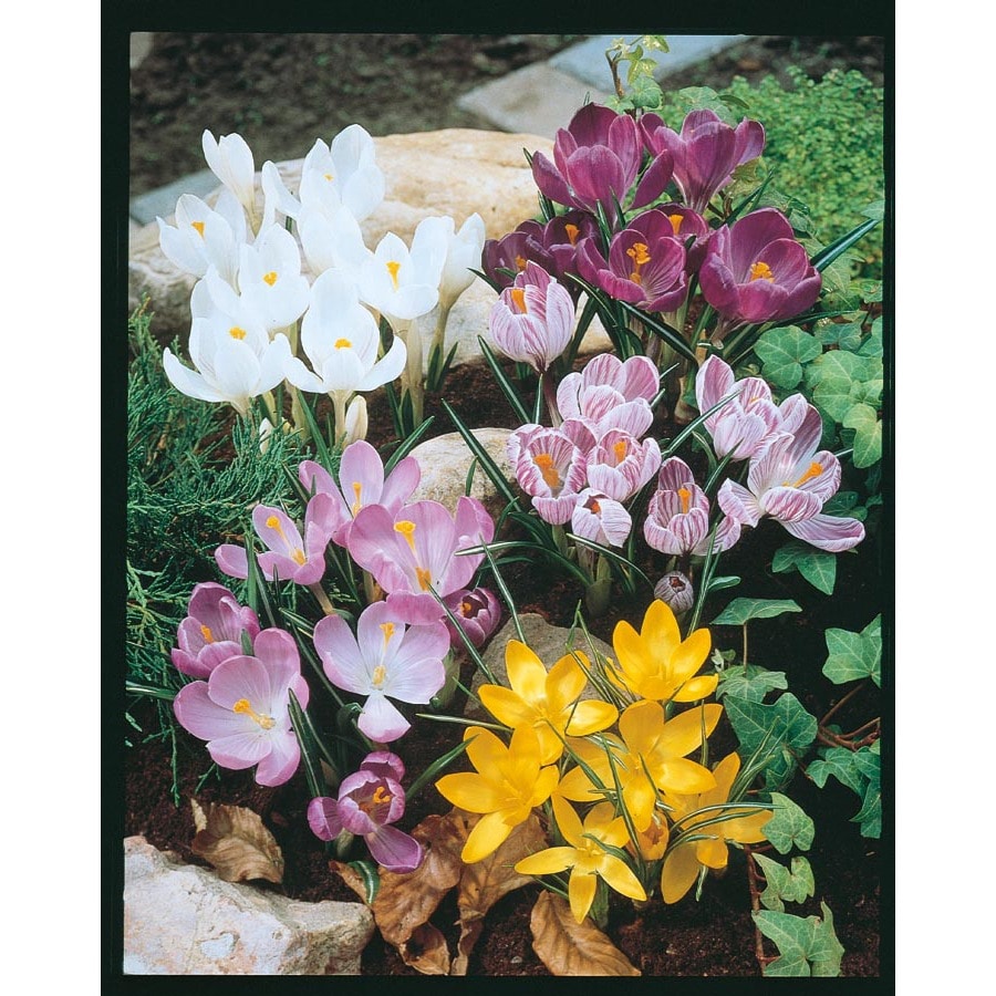 Garden State Bulb 20Pack Crocus Bulbs (L17327) at