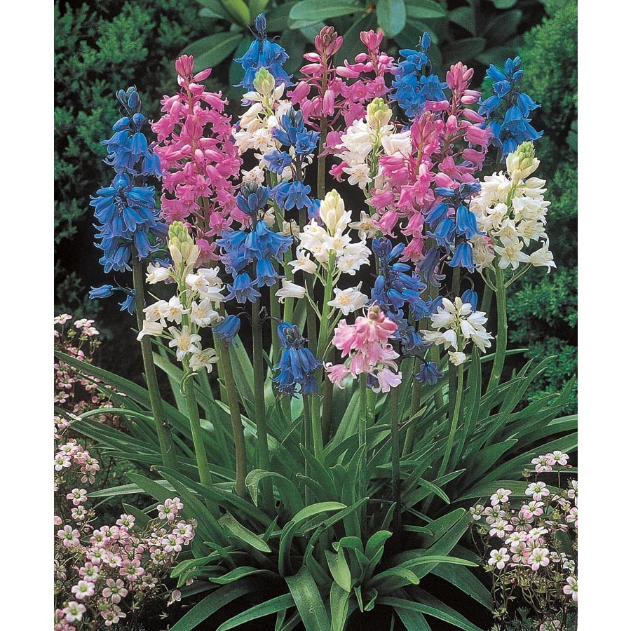 Garden State Bulb 10-Pack Spanish Bluebells Mixed Bulbs ...