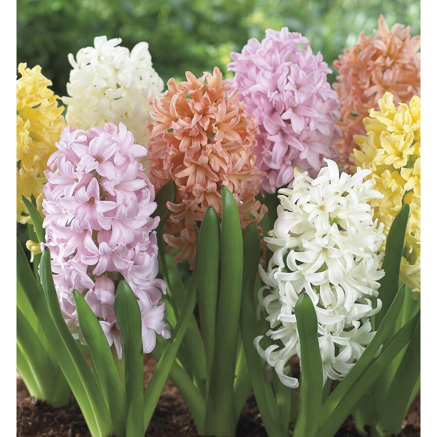 Garden State Bulb 8Pack Pastel Hyacinth (Mixed) Bulbs at