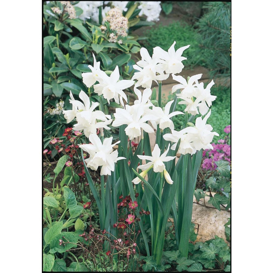 Garden State Bulb 15Pack Thalia Daffodil Bulbs (LB351) at