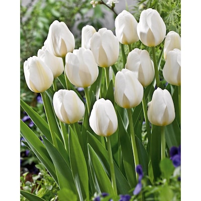 Garden State Bulb 18 Pack City Of Vancouver Tulip Bulbs At Lowes Com