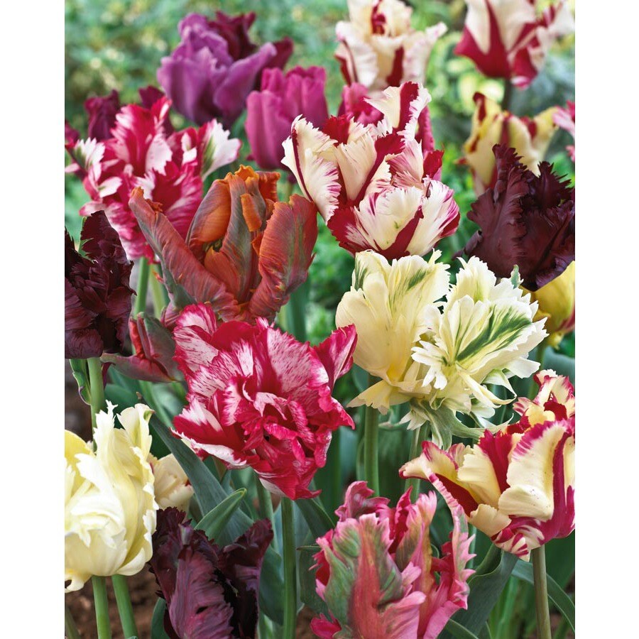Garden State Bulb 12 Pack Parrot Blend Tulip Bulbs Lb433h At