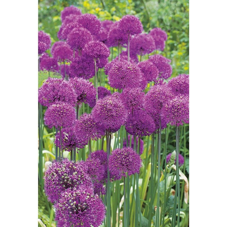 Garden State Bulb 15 Pack Allium Purple Sensation 15pk Bulbs
