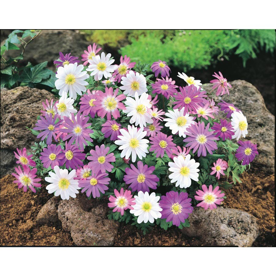 Garden State Bulb 30 Pack Blanda Anemone Bulbs L15027 At Lowes Com